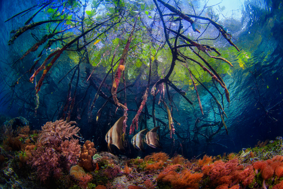 The wonderful scene under the water (Photo courtesy: Beth Watson, Winner of  2016 World Oceans Day Photo Competition (Theme winner))